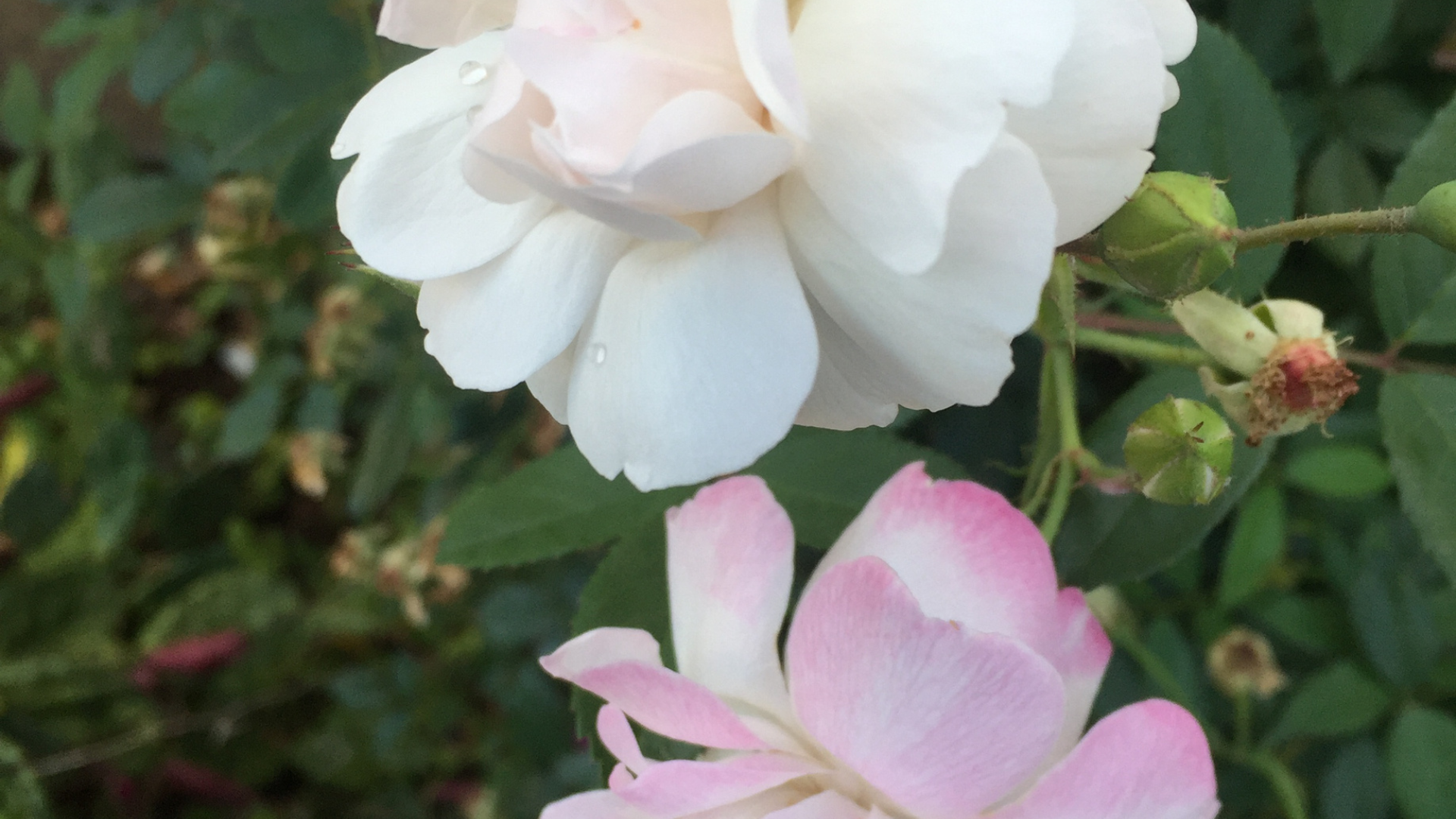 ピンク　花